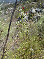 scrophularia californica ssp floribunda